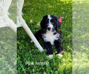 Bernedoodle Puppy for sale in SPENCER, IN, USA