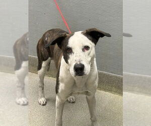 Mutt Dogs for adoption in Las Vegas, NV, USA