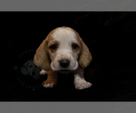 Small Photo #1 Basset Hound Puppy For Sale in ROLFE, IA, USA