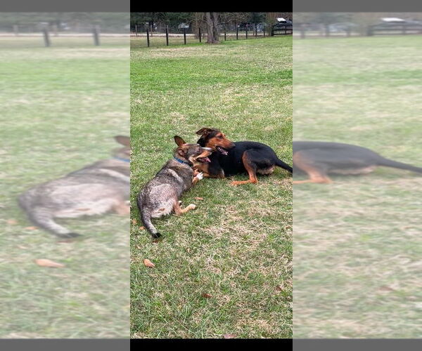 Medium Photo #5 Doberman Pinscher-Unknown Mix Puppy For Sale in Oak Bluffs, MA, USA