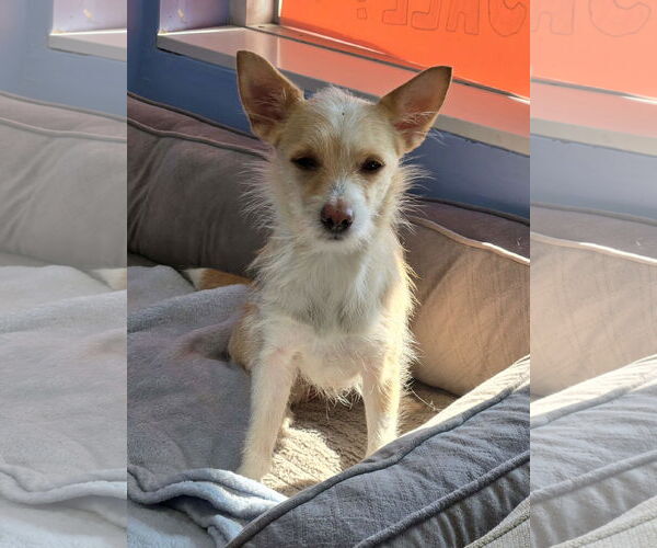 Medium Photo #1 Chihuahua-Unknown Mix Puppy For Sale in Cliffwood, NJ, USA