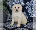 Small Photo #5 Labradoodle-Poodle (Miniature) Mix Puppy For Sale in GORDONVILLE, PA, USA