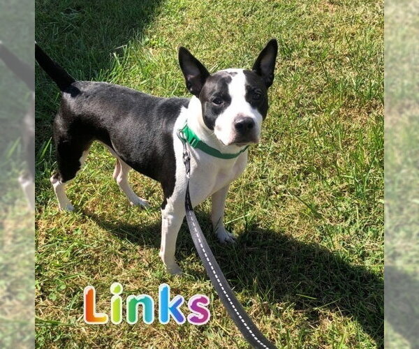 Medium Photo #2 American Staffordshire Terrier-Unknown Mix Puppy For Sale in columbia, SC, USA