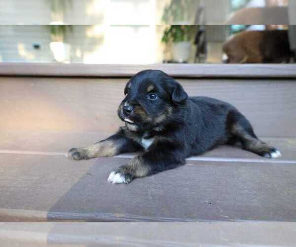 Medium Photo #9 Miniature Australian Shepherd Puppy For Sale in DAWSON, GA, USA