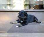 Small #8 Miniature Australian Shepherd