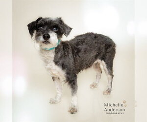 Miniature Schnauzer-Unknown Mix Dogs for adoption in Corona, CA, USA