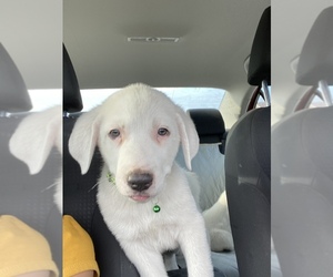 Great Pyrenees Puppy for sale in HUTTO, TX, USA