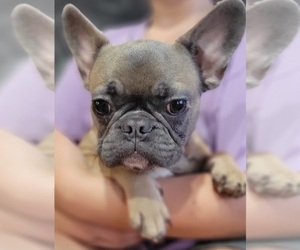 Medium French Bulldog