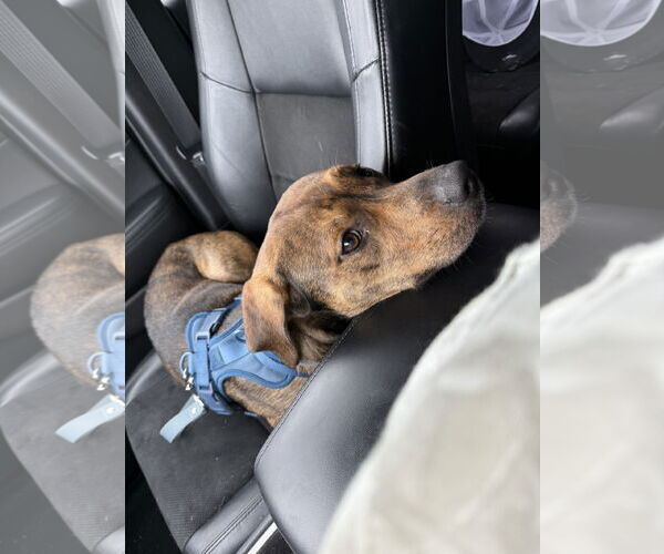 Medium Photo #14 Mutt Puppy For Sale in Holly Springs, NC, USA