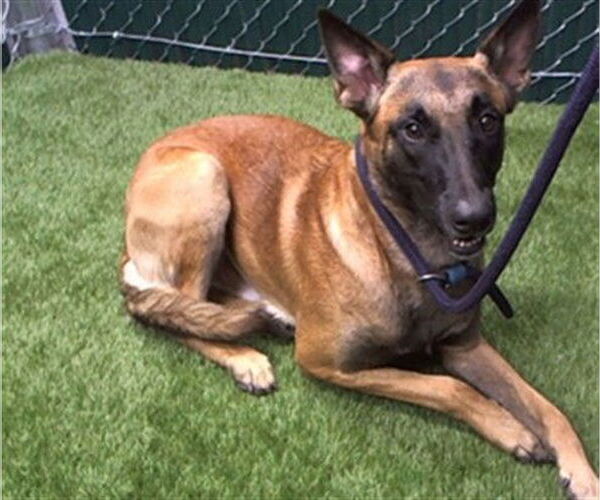 Medium Photo #1 Mutt Puppy For Sale in Downey, CA, USA