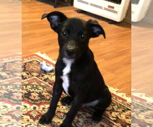 Labrador Retriever Dogs for adoption in Yardley, PA, USA