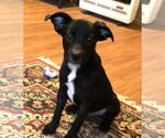 BARNEY - Male Labrador Retriever Dog for Adoption - Small photo