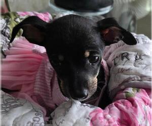 Chiweenie Dogs for adoption in Los Angeles, CA, USA
