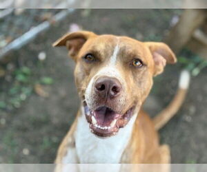 American Pit Bull Terrier Dogs for adoption in Tulsa, OK, USA