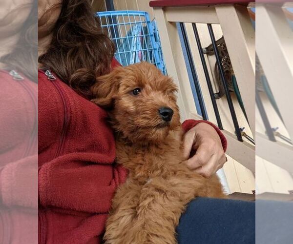 Medium Photo #4 Goldendoodle (Miniature) Puppy For Sale in PLACERVILLE, CA, USA