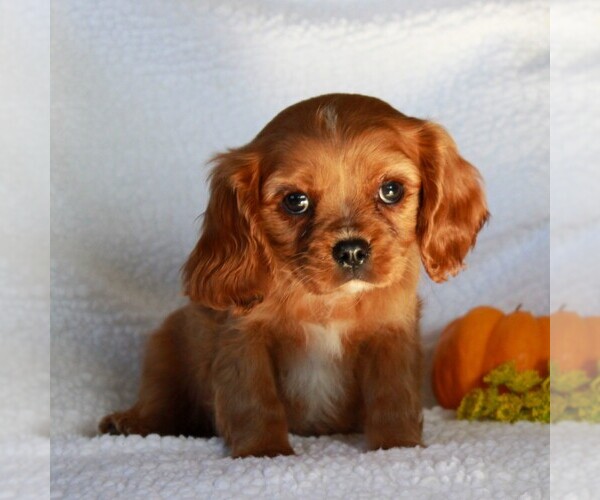 Medium Photo #3 Cavalier King Charles Spaniel Puppy For Sale in GORDONVILLE, PA, USA