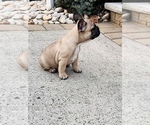 Small Photo #19 French Bulldog Puppy For Sale in FORDS, NJ, USA