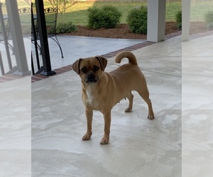 Puggle Dogs for adoption in DILLWYN, VA, USA