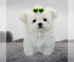 Small #2 Maltese