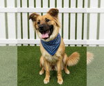 Small #1 Collie Mix