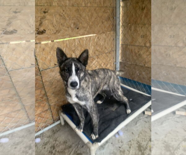 Medium Photo #2 Border Collie-Huskies  Mix Puppy For Sale in Santa Clarita, CA, USA