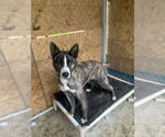 Small #1 Border Collie-Huskies  Mix