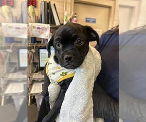 Pug-Unknown Mix Dogs for adoption in Chula Vista, CA, USA