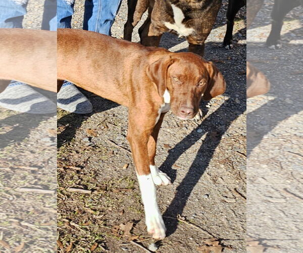 Medium Photo #1 Mutt Puppy For Sale in Farmerville, LA, USA