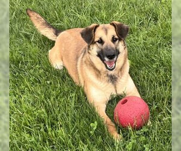 Medium Photo #4 German Shepherd Dog-Unknown Mix Puppy For Sale in Sistersville, WV, USA