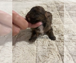 Shih-Poo Puppy for sale in WEST PLAINS, MO, USA
