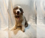 Small #4 Australian Shepherd