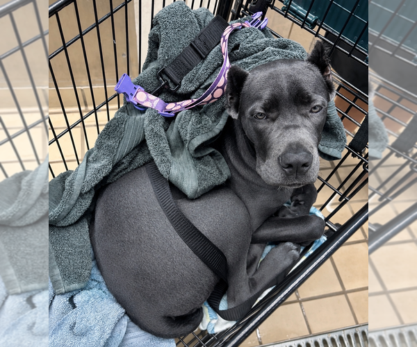 Medium Photo #11 Cane Corso Puppy For Sale in ANDERSON, IN, USA