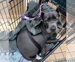 Small #10 Cane Corso