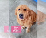 Small #2 Golden Retriever