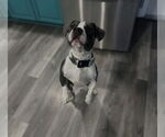 Small #1 Beabull