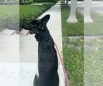 Small #1 German Shepherd Dog