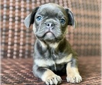 Small #1 French Bulldog