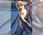 Small #3 Chihuahua Mix