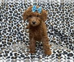 Small #5 Goldendoodle (Miniature)