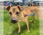 Small #1 Black Mouth Cur Mix
