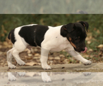Small Photo #4 Jack Russell Terrier Puppy For Sale in PEABODY, KS, USA