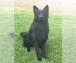 Small Photo #1 German Shepherd Dog Puppy For Sale in PUEBLO, CO, USA