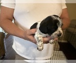 Puppy Puppy 6 Schweenie