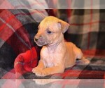 Puppy 2 American Pit Bull Terrier-Belgian Malinois Mix