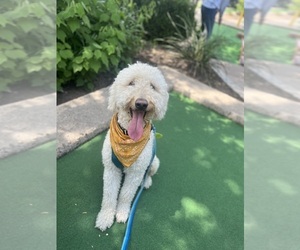 Goldendoodle Puppy for sale in CEDAR PARK, TX, USA
