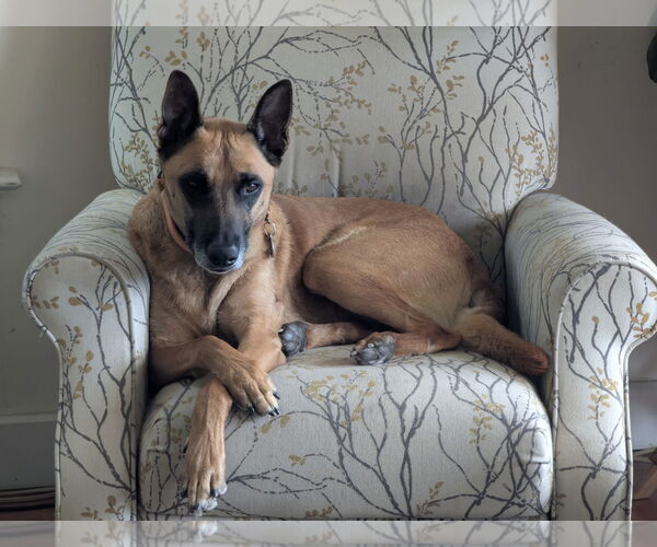 Medium Photo #4 Mutt Puppy For Sale in San Jose, CA, USA