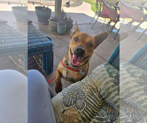 Basenji-Unknown Mix Dogs for adoption in Chandler, AZ, USA