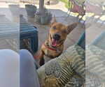 Small Basenji Mix