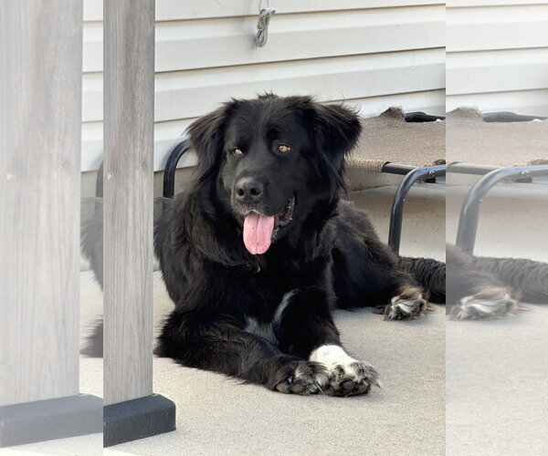 Medium Photo #3 Great Pyrenees-Unknown Mix Puppy For Sale in Sandy, UT, USA
