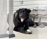 Small #2 Great Pyrenees Mix